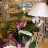 cvecara-ikebana-becej
